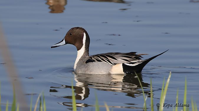 Ahate buztanluzea  - Kepa Aldama