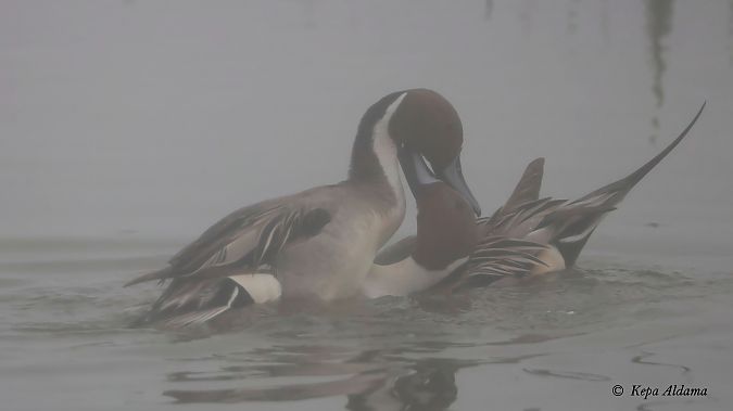 Ahate buztanluzea  - Kepa Aldama