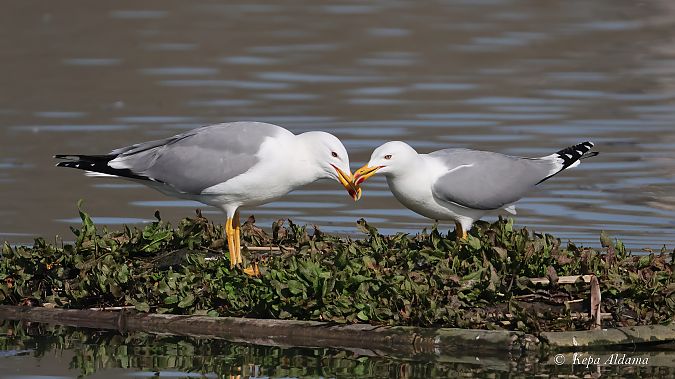 Kaio hankahoria  - Kepa Aldama