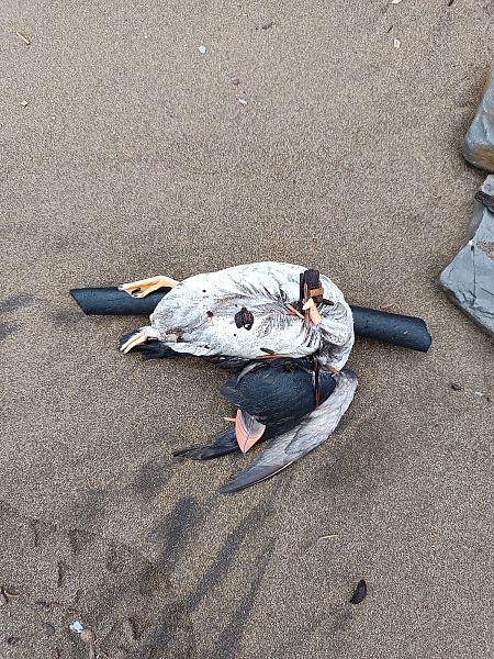 Fratercula arctica  - Gonzalo Torre