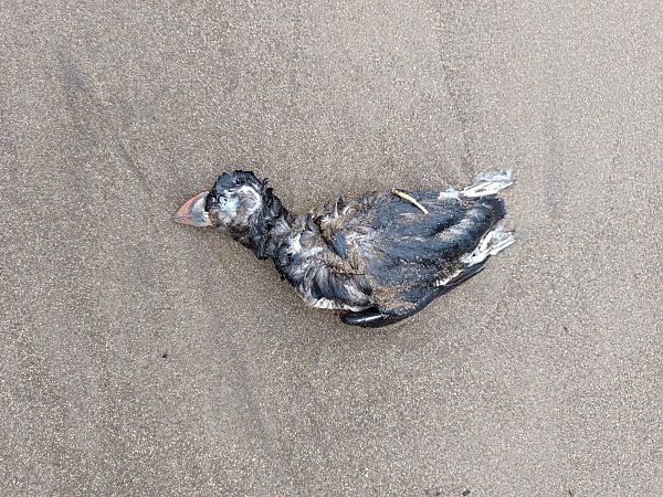 Fratercula arctica  - Gonzalo Torre