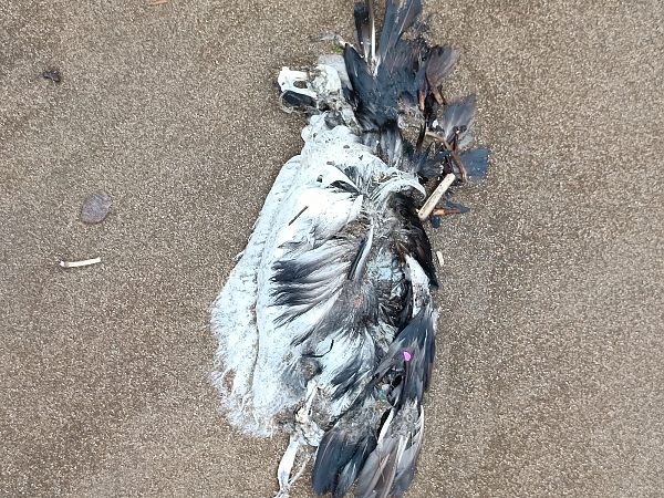 Fratercula arctica  - Gonzalo Torre