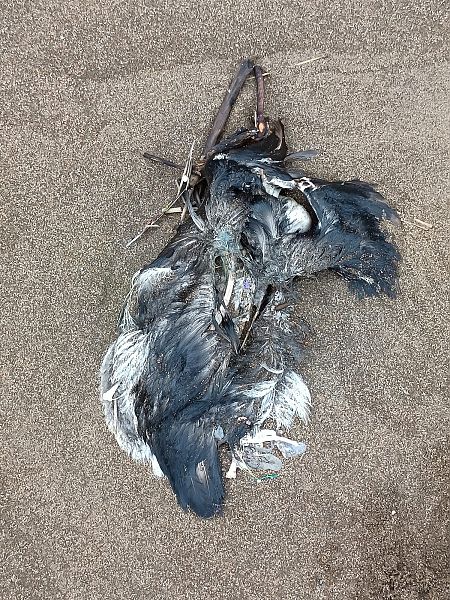 Fratercula arctica  - Gonzalo Torre