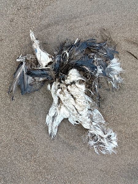 Fratercula arctica  - Gonzalo Torre