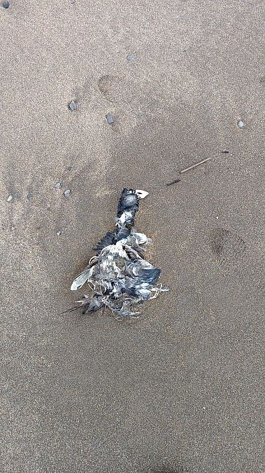 Fratercula arctica  - Gonzalo Torre