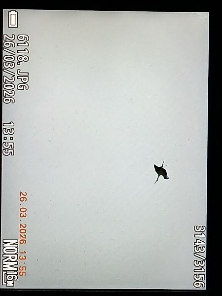 Zikoina zuria  - Jose Ramon Labrador Rodriguez