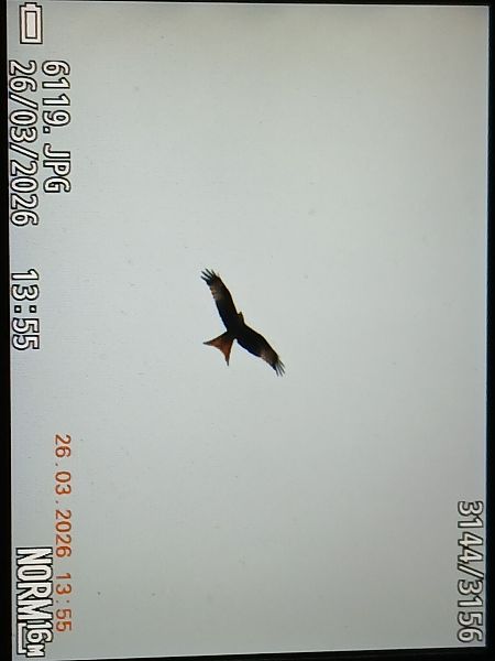 Miru gorria  - Jose Ramon Labrador Rodriguez