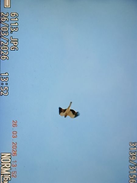 Arrano txikia  - Jose Ramon Labrador Rodriguez