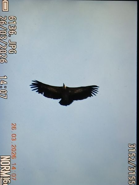 Sai arrea  - Jose Ramon Labrador Rodriguez