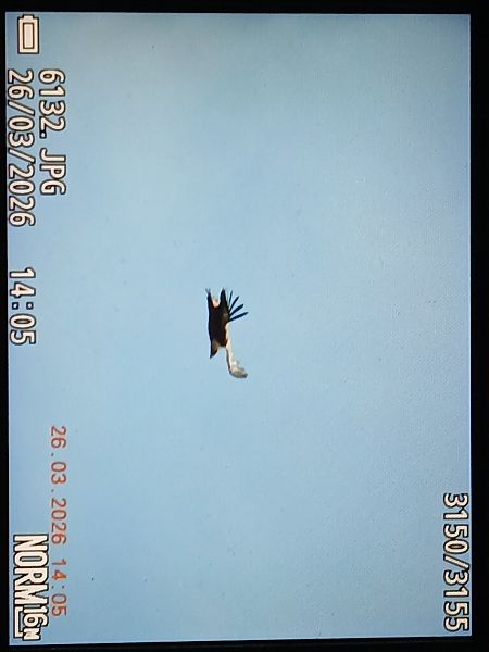 Sai arrea  - Jose Ramon Labrador Rodriguez