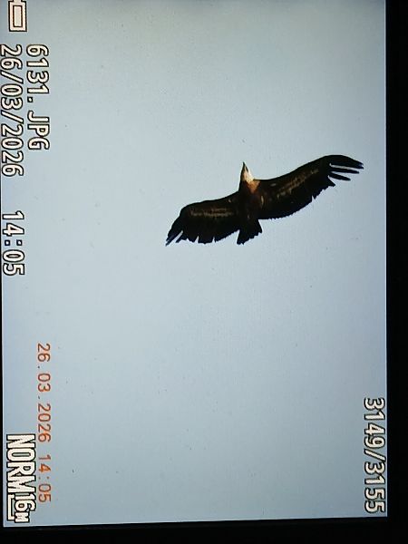 Sai arrea  - Jose Ramon Labrador Rodriguez