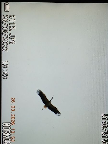 Zikoina zuria  - Jose Ramon Labrador Rodriguez