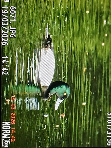 Murgilari handia  - Jose Ramon Labrador Rodriguez