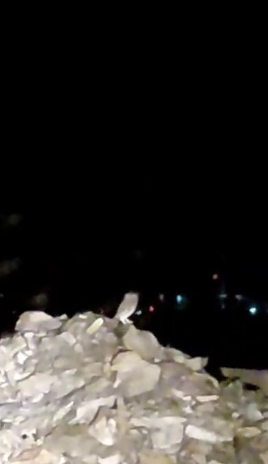 Mozolo arrunta  - Ricardo Gutiérrez