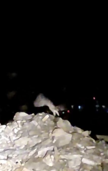 Mozolo arrunta  - Ricardo Gutiérrez