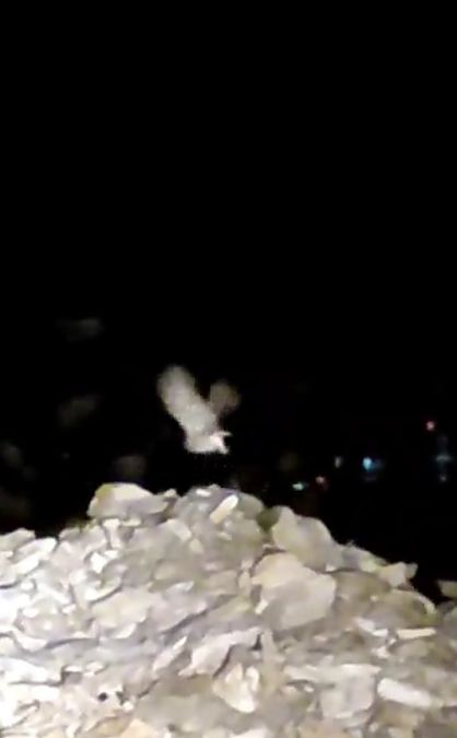 Mozolo arrunta  - Ricardo Gutiérrez