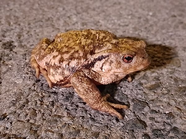 Sapo común ibérico  - Ricardo Gutiérrez