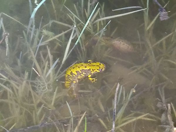 Uhandre marmolaire  - Ricardo Gutiérrez