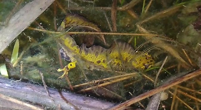 Uhandre marmolaire  - Ricardo Gutiérrez