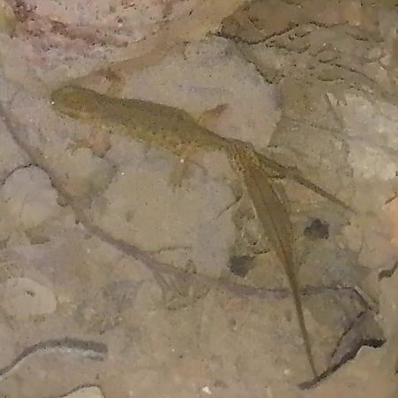 Uhandre palmatu  - Ricardo Gutiérrez