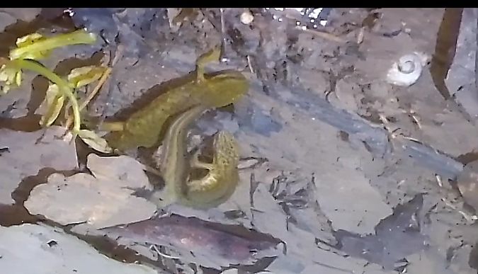 Uhandre palmatu  - Ricardo Gutiérrez