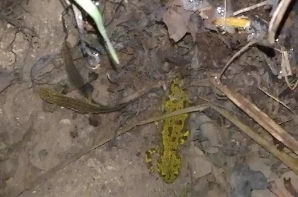 Uhandre palmatu  - Ricardo Gutiérrez