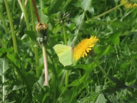 Gonepteryx rhamni  - Jose Manuel Unanue