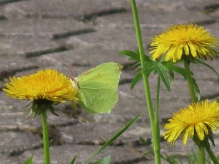 Gonepteryx rhamni  - Jose Manuel Unanue