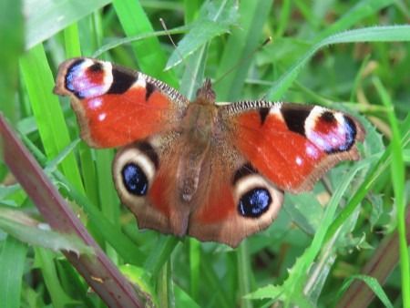 Aglais io  - Jose Manuel Unanue