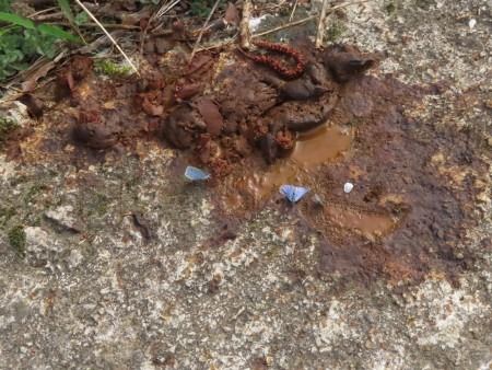 Celastrina argiolus  - Jose Manuel Unanue