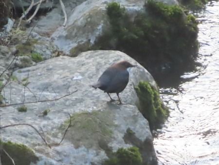 Ur-zozoa  - Jose Manuel Unanue