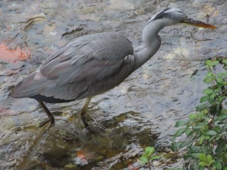 Koartza hauskara  - Jose Manuel Unanue