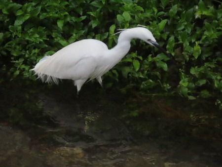 Koartzatxo txikia  - Jose Manuel Unanue