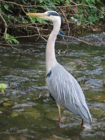 Koartza hauskara  - Jose Manuel Unanue