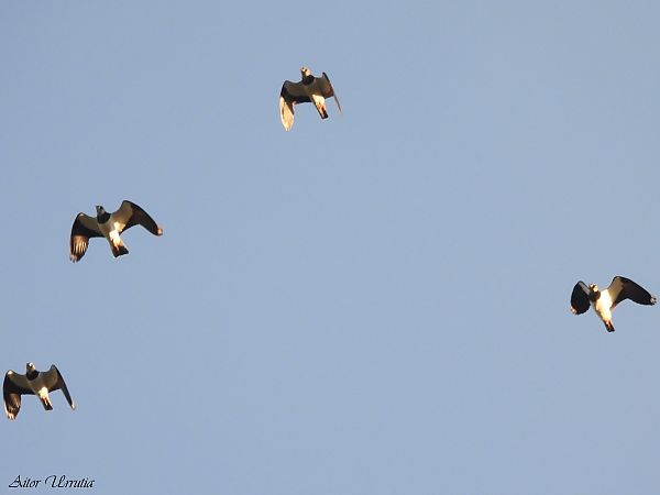 Hegabera  - Aitor Urrutia