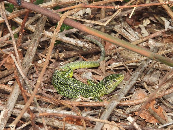Musker berde  - Aitor Urrutia