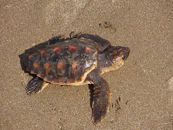 Egiazko dortoka  - Egile ezezaguna