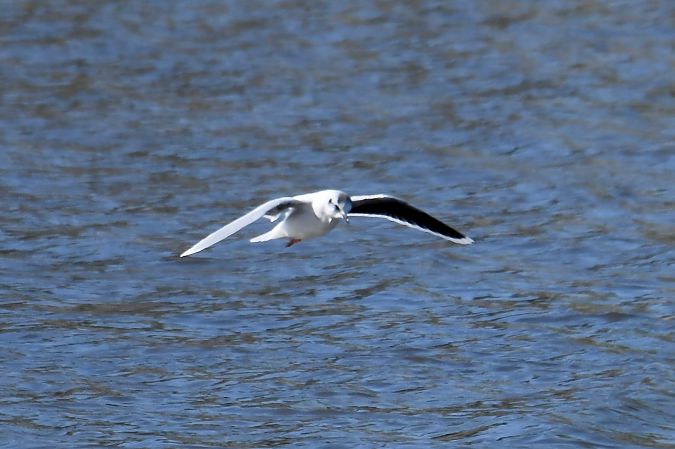 Antxeta txikia  - Geoffroy Chabot