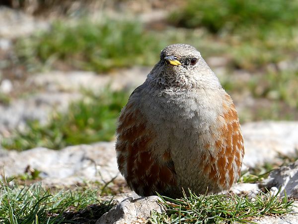 Alpine Accentor 