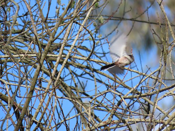 Buztanluzea  - Juana Oyanguren