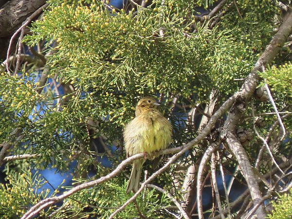 Hesi-berdantza  - Juana Oyanguren