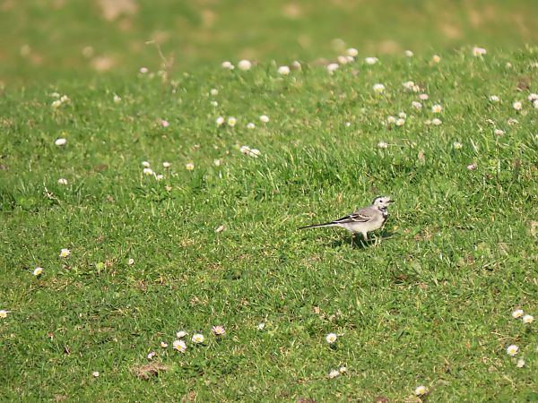 Buztanikara zuria  - Juana Oyanguren