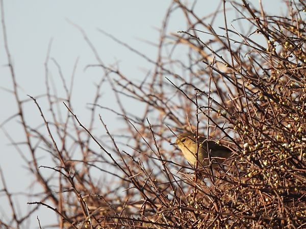 Txio horia  - Juana Oyanguren