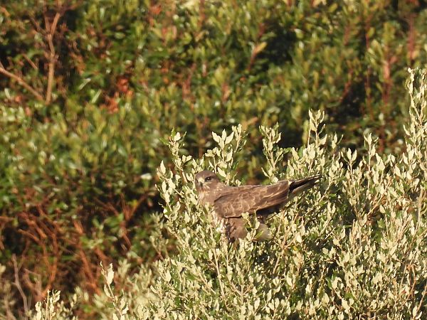 Zapelatz arrunta  - Juana Oyanguren