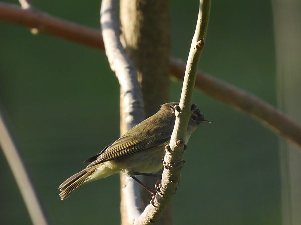 Txio arrunta  - Juana Oyanguren