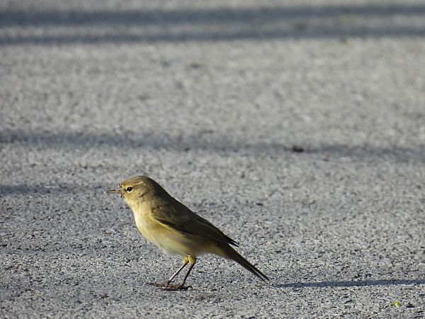 Txio arrunta  - Juana Oyanguren