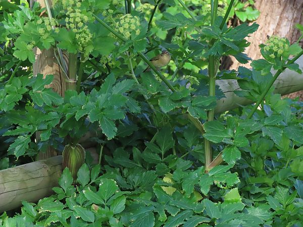 Txio arrunta  - Juana Oyanguren