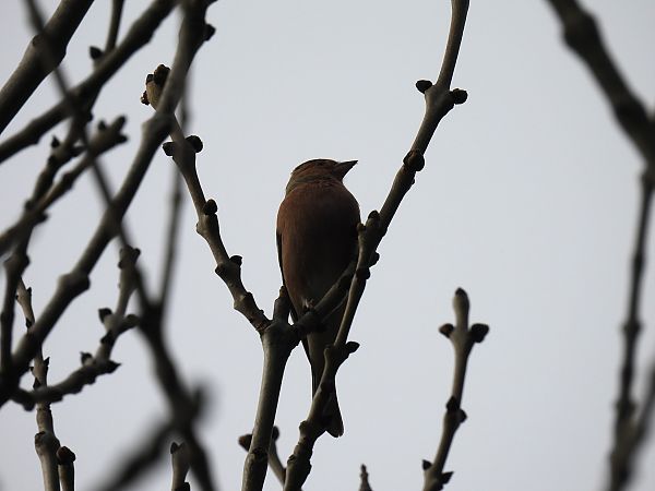 Txonta arrunta  - Juana Oyanguren