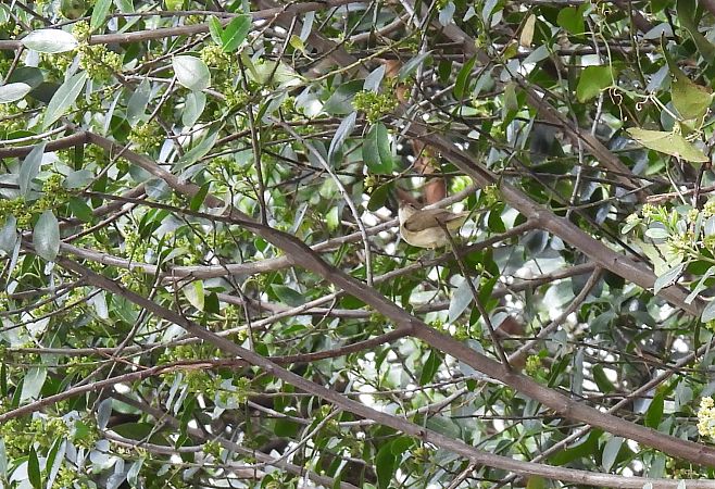 Txio arrunta  - Juana Oyanguren