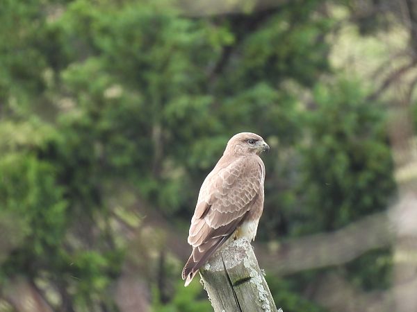 Zapelatz arrunta  - Juana Oyanguren